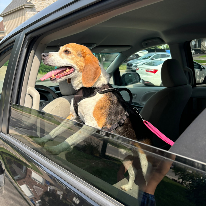 Dog Seat Belt