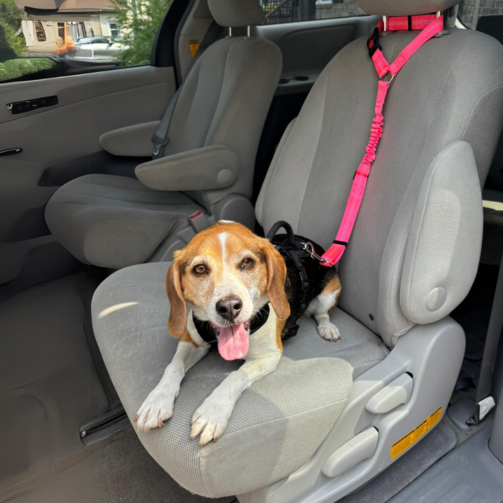 Dog Seat Belt