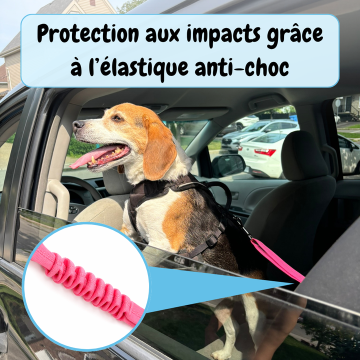 Dog Seat Belt