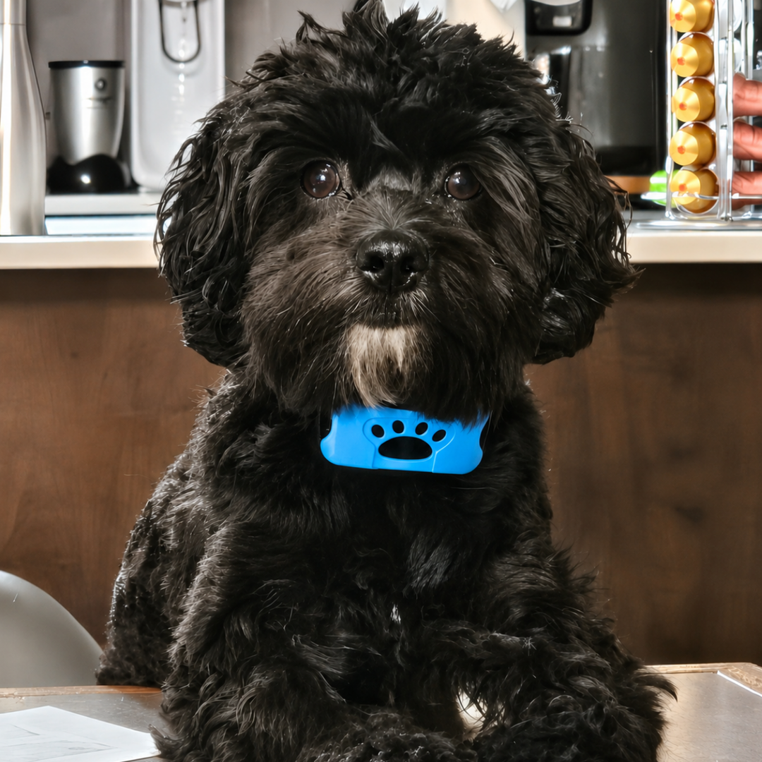 Collier Anti-aboiement EduBark