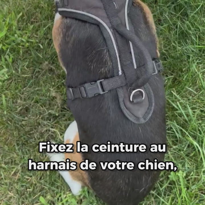 Dog Seat Belt